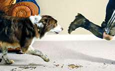 Pet stains odor control
